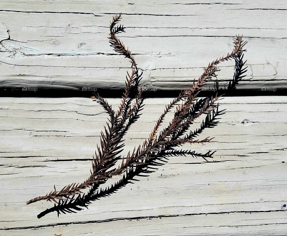 drying evergreen branch on dock.