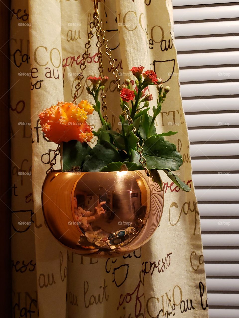 cactus in a copper pot