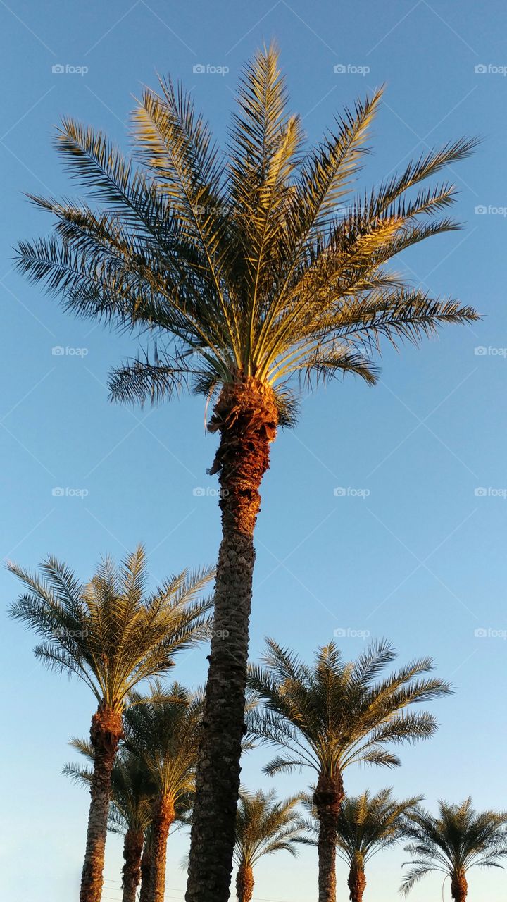 Sunrise glows on the desert palms of Arizona.