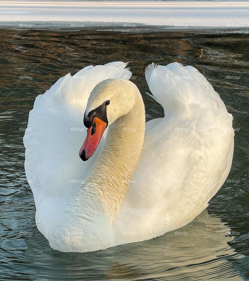 White swan on a winter mountain lake