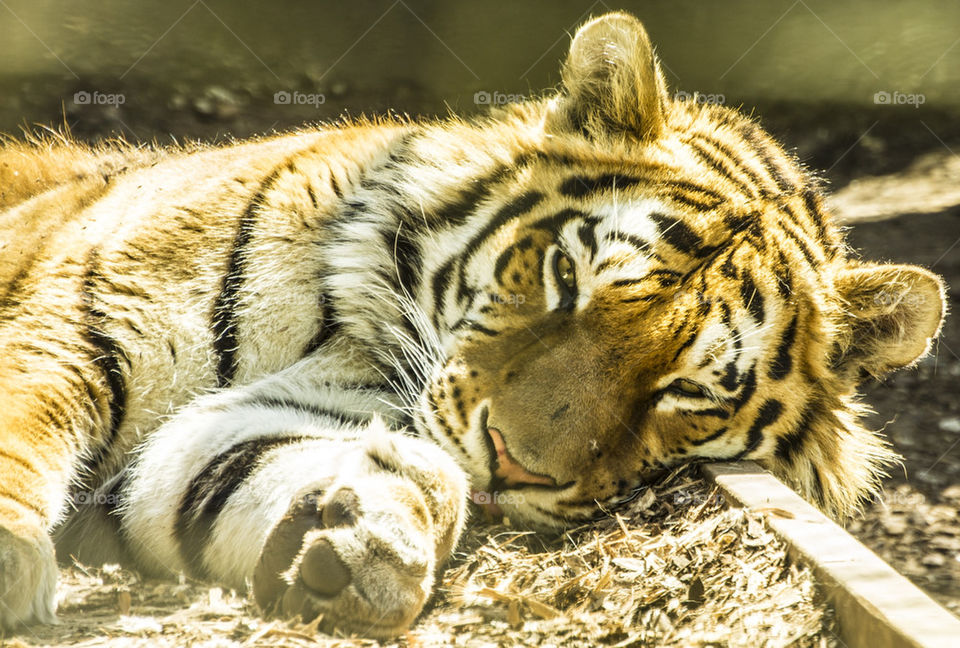 Lazy Tiger at Whipsnade Zoo