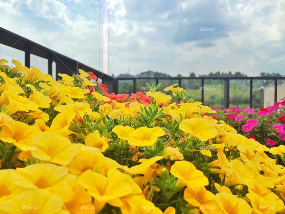 Sea of flowers. Sea of colors got with a lot of flowers 