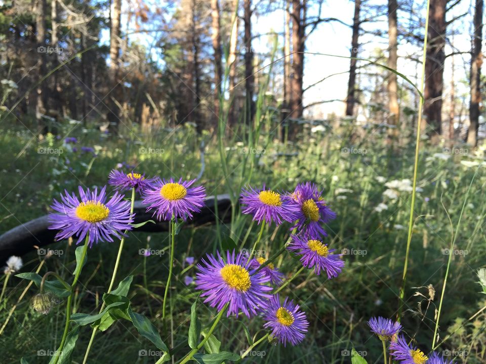 Wildflowers In Bloom. Wild flowers blooming in a mountain meadow three years after a wildfire.