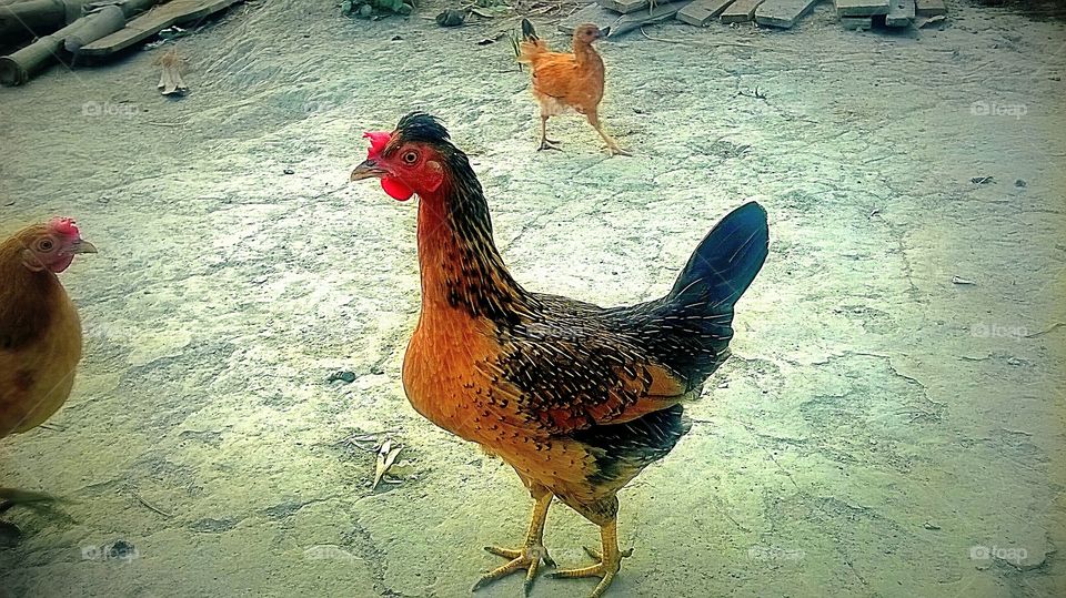 hen