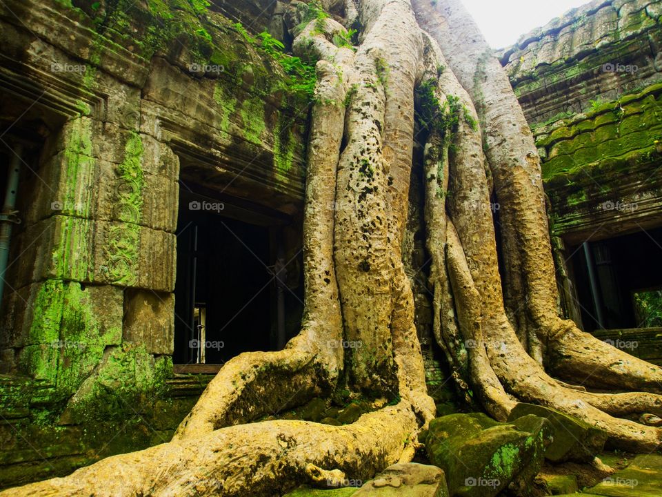 Old tree at Angkor 