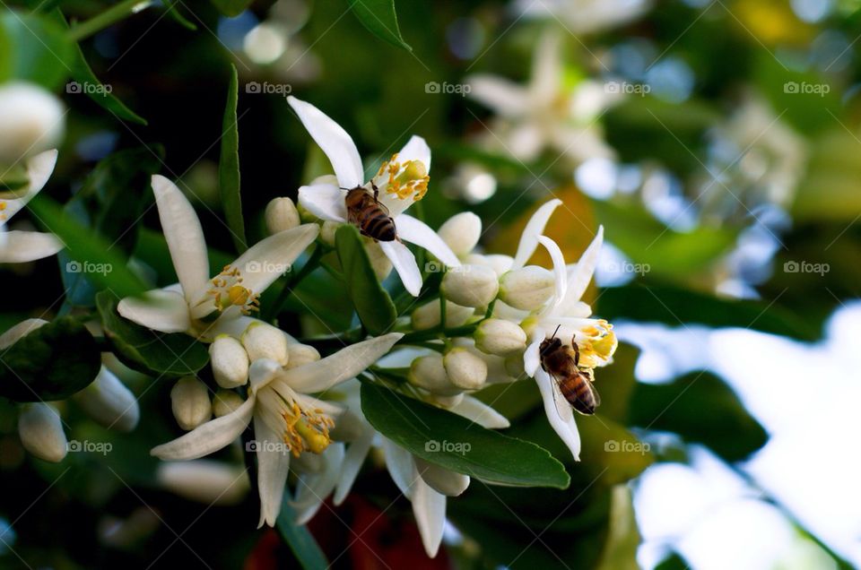 Bees on orange blossoms