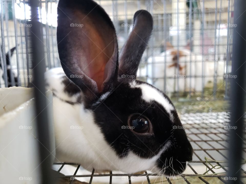 Black and white potted rabbit in in a cage