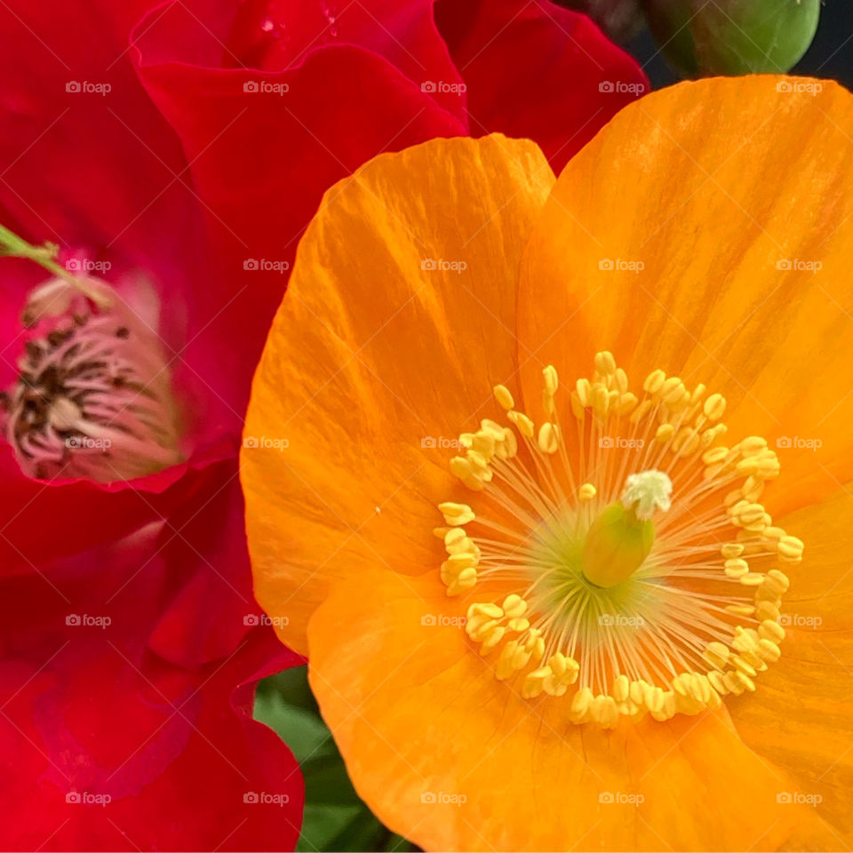 Red rose, orange poppy 