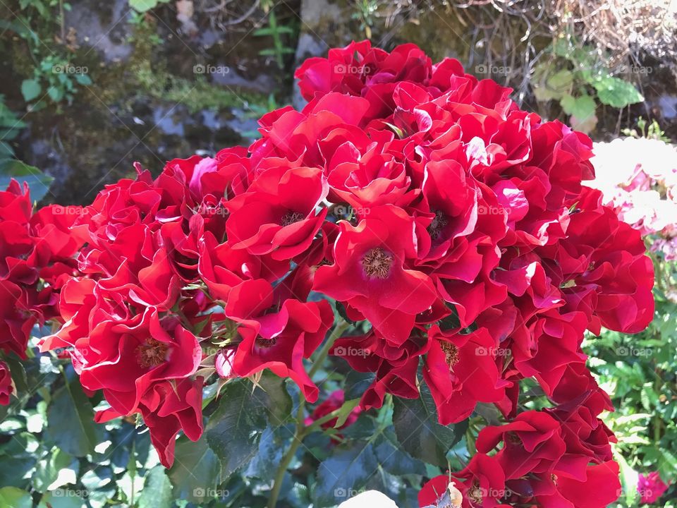 Portland Rose garden: Bunch of Roses
