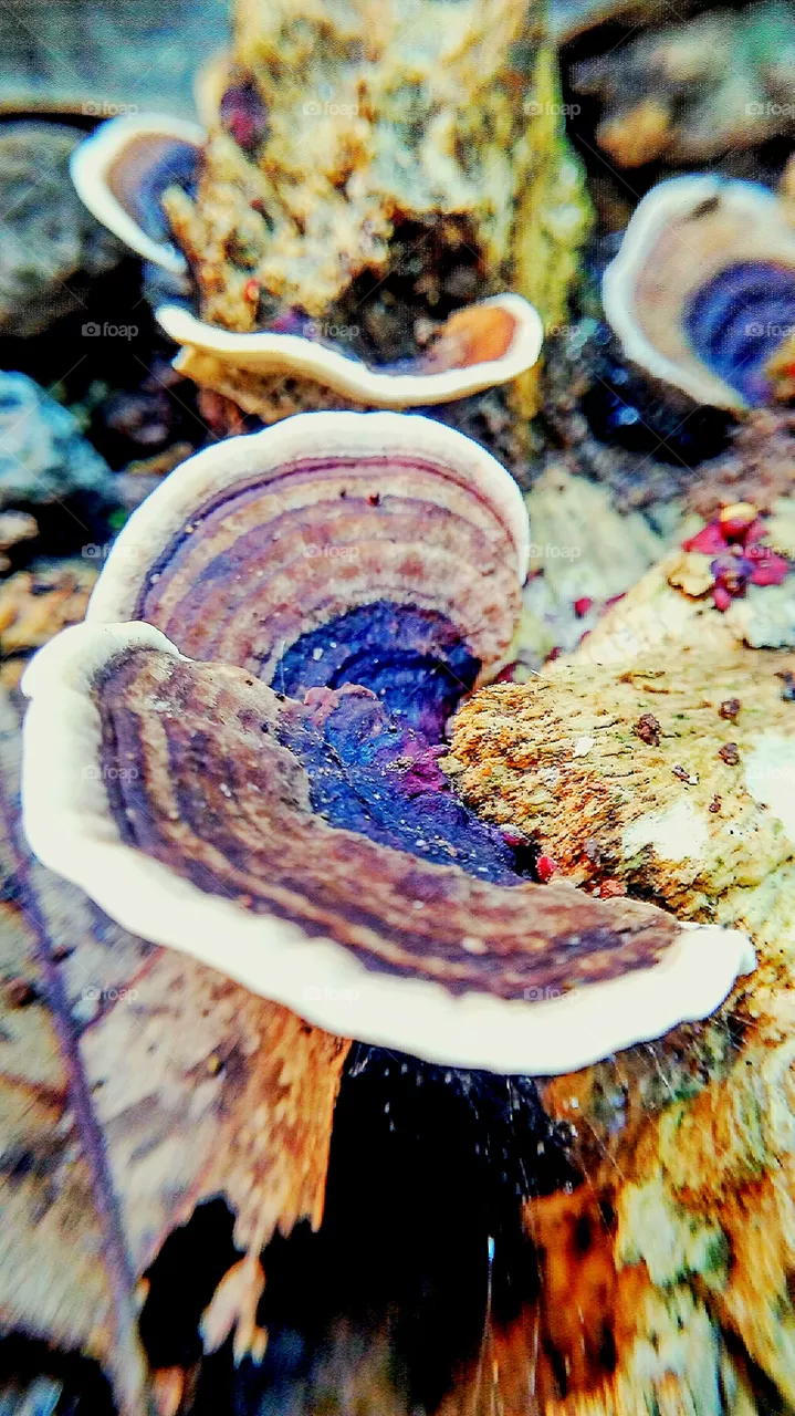 mushroom