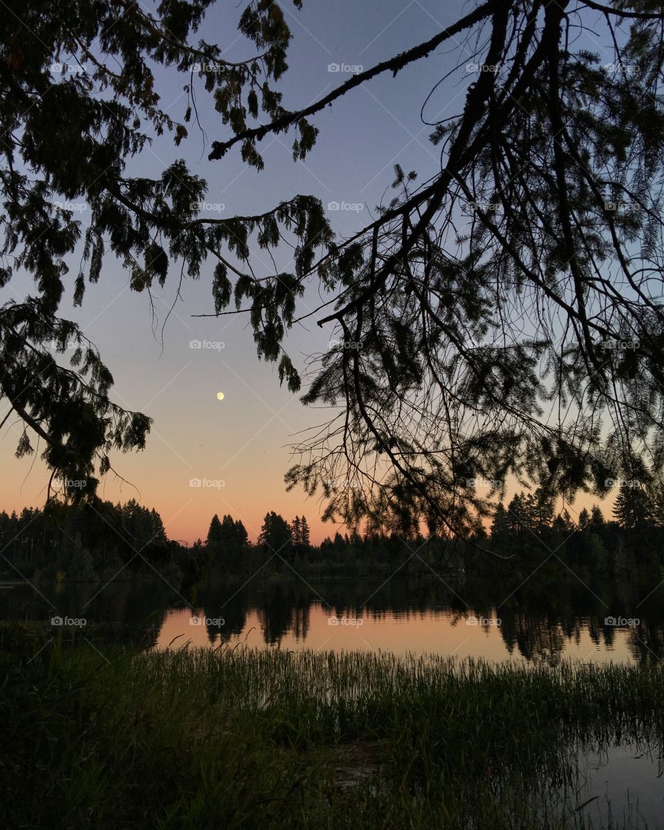 Moon in the sunset over a lake in the forest. 