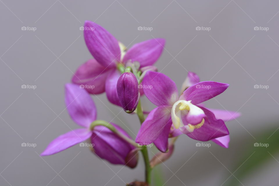 Close up photography of a orchid flower 