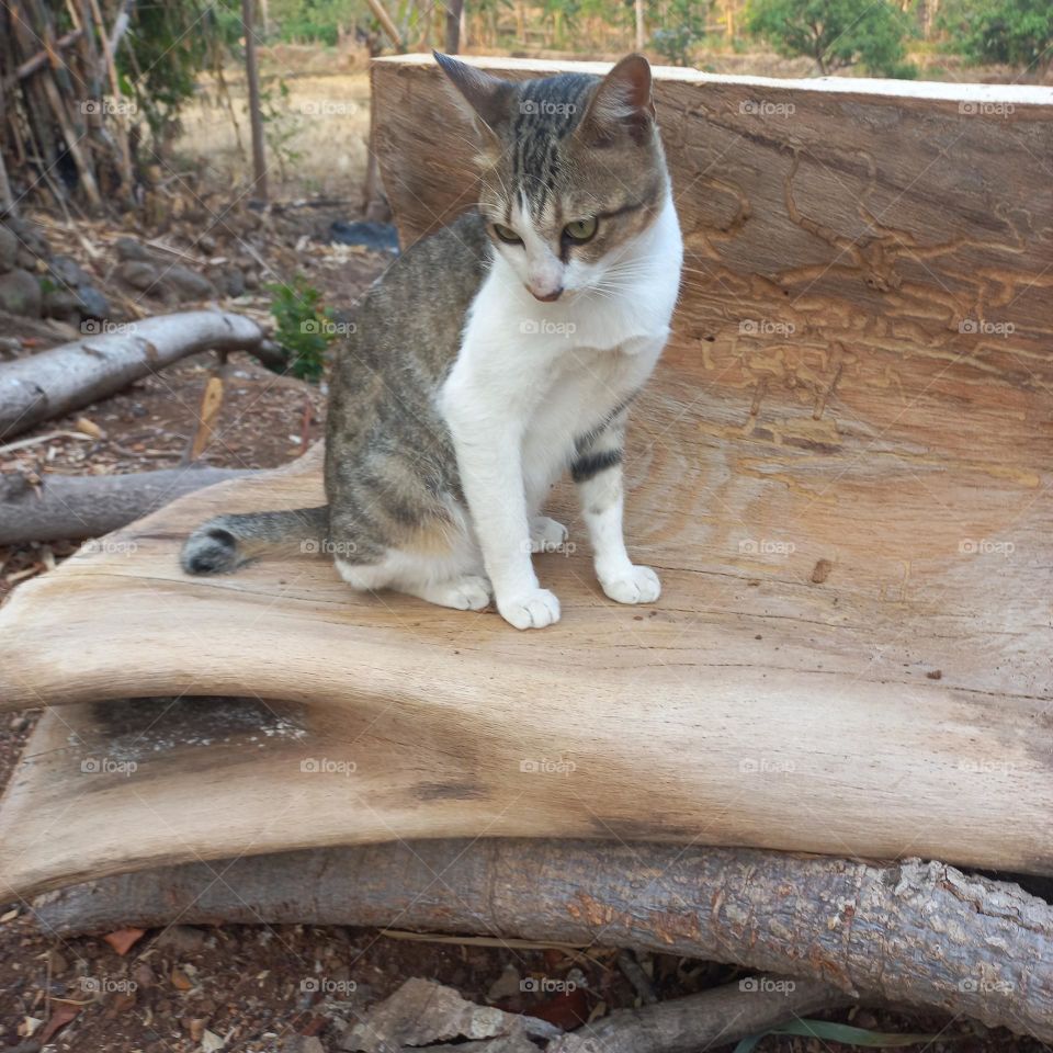 Beautiful cat sitting on a piece of wood