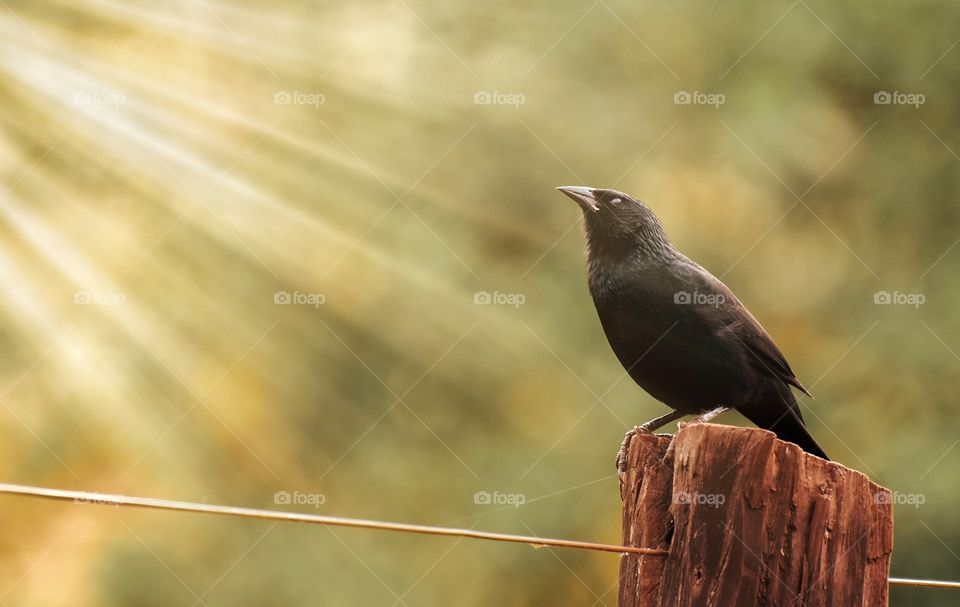 light and Black bird