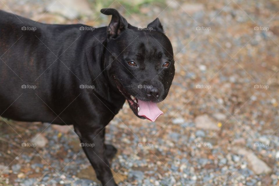 Happy Staffy