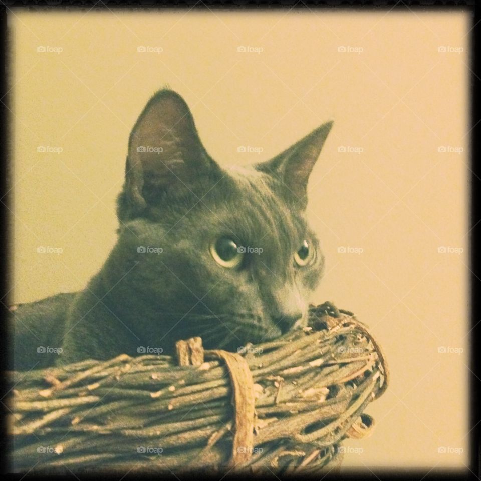 Cat in the basket