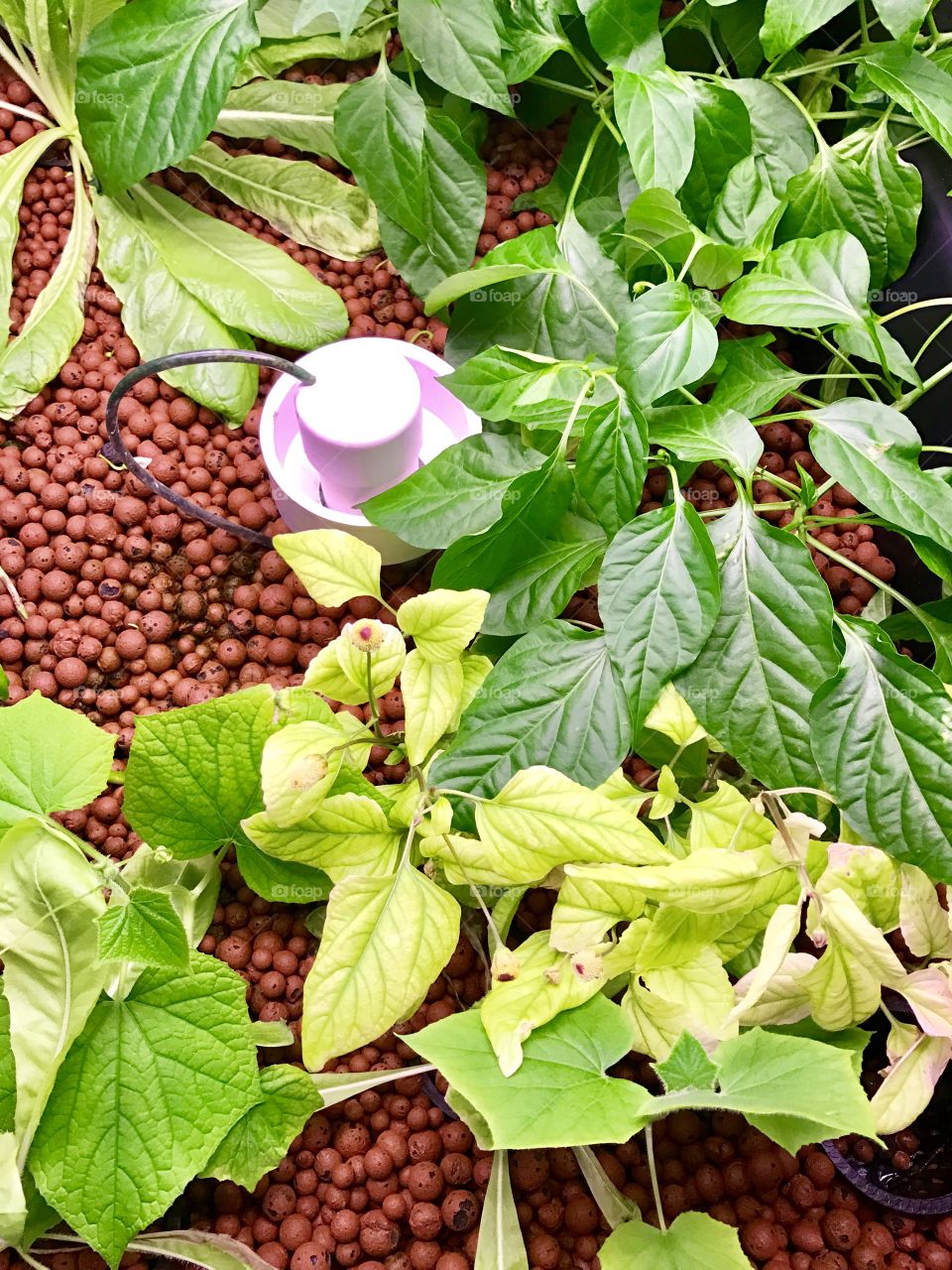 Aquaponic Grow Bed - Flood and Drain