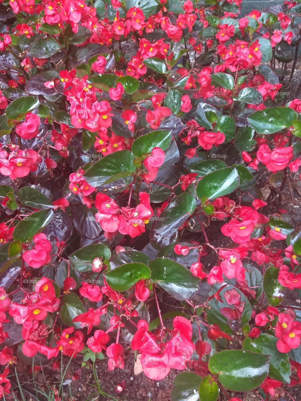 red flowers