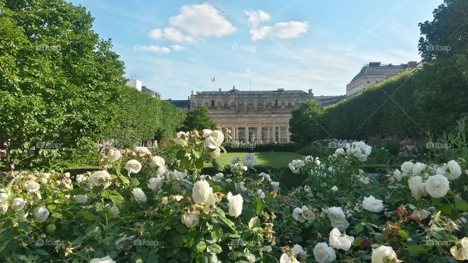 Palais Royal - Paris. Photo taken in June 2015