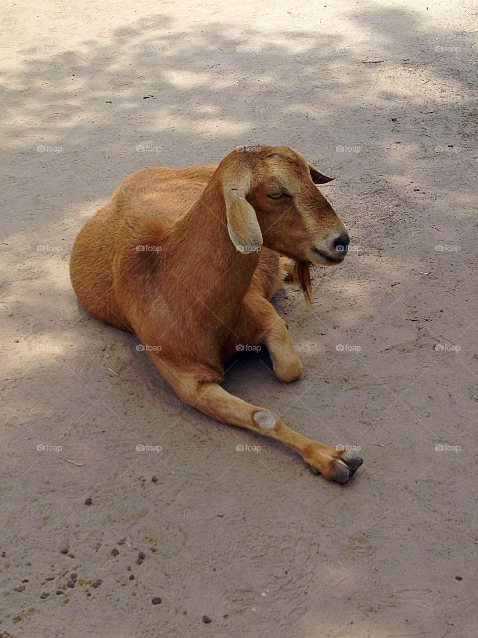 Goat in the shade 