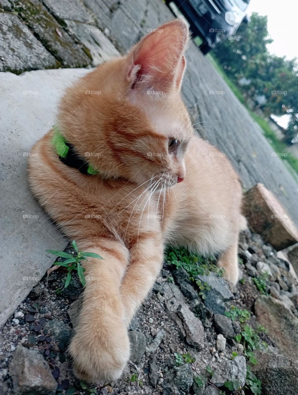 Young cat laid on the ground