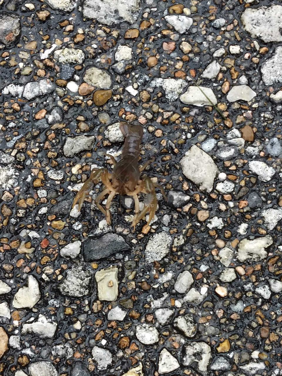 Crawfishfound alive on road