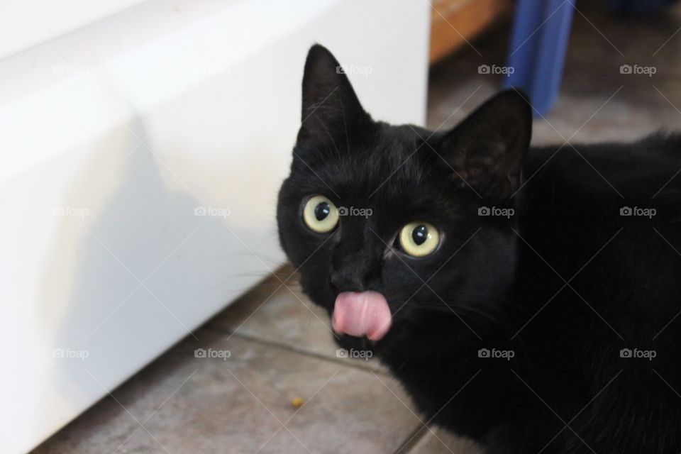 Kitty sticking tongue out