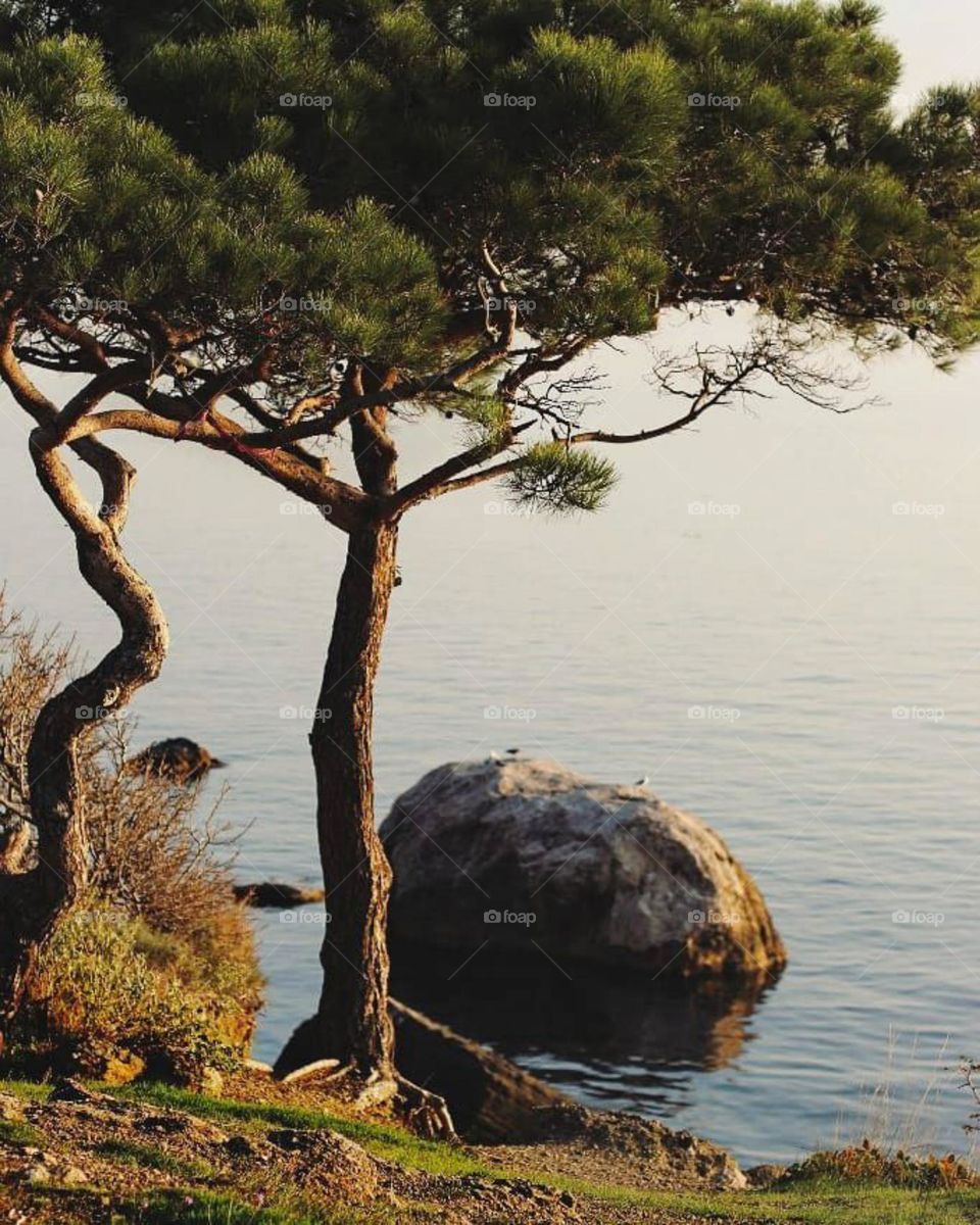 Portrait of beautiful and calming natural views. You can see pine trees growing on the edge of the lake, with large rocks in the water nearby