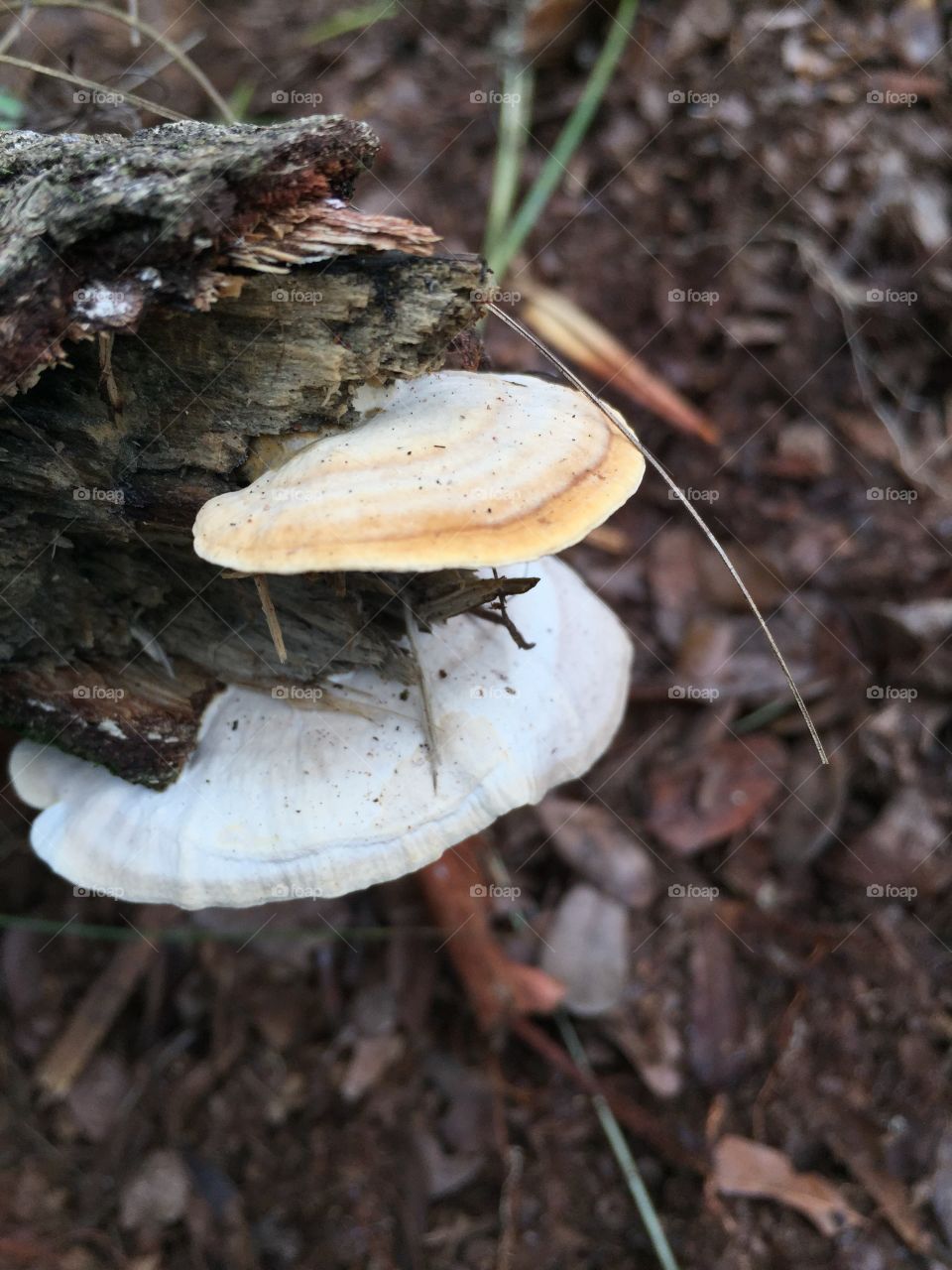 New year, new start. I want to be more in tune with the great outdoors this Jan2018, that’s my greatest New Year Resolution. LENZITES BETULINA- “of birth” because of its preferred habitat. Inedible because of The leathery texture.Found frequently.