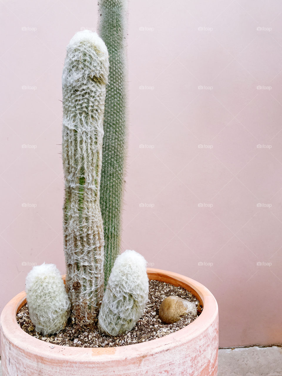 Cacti plant on the pink background 