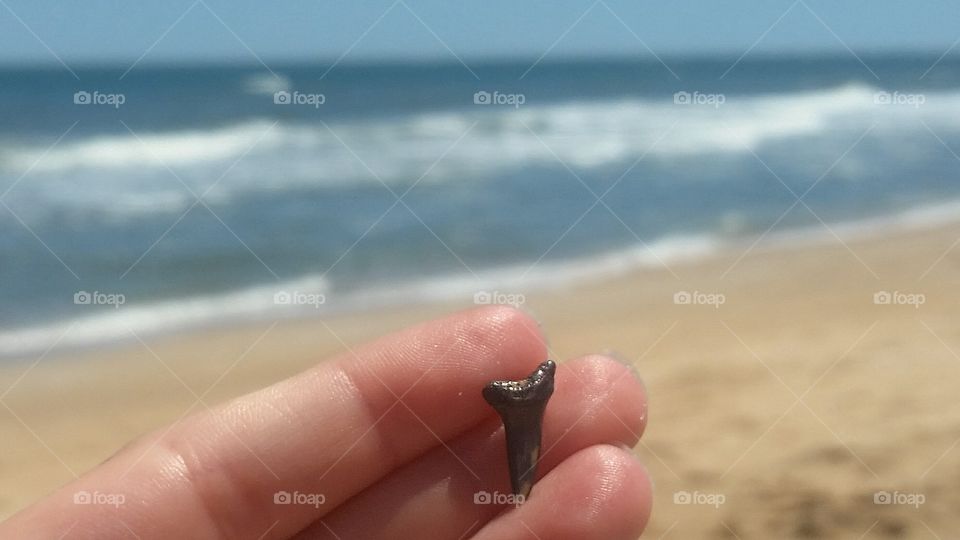 shark tooth inhand