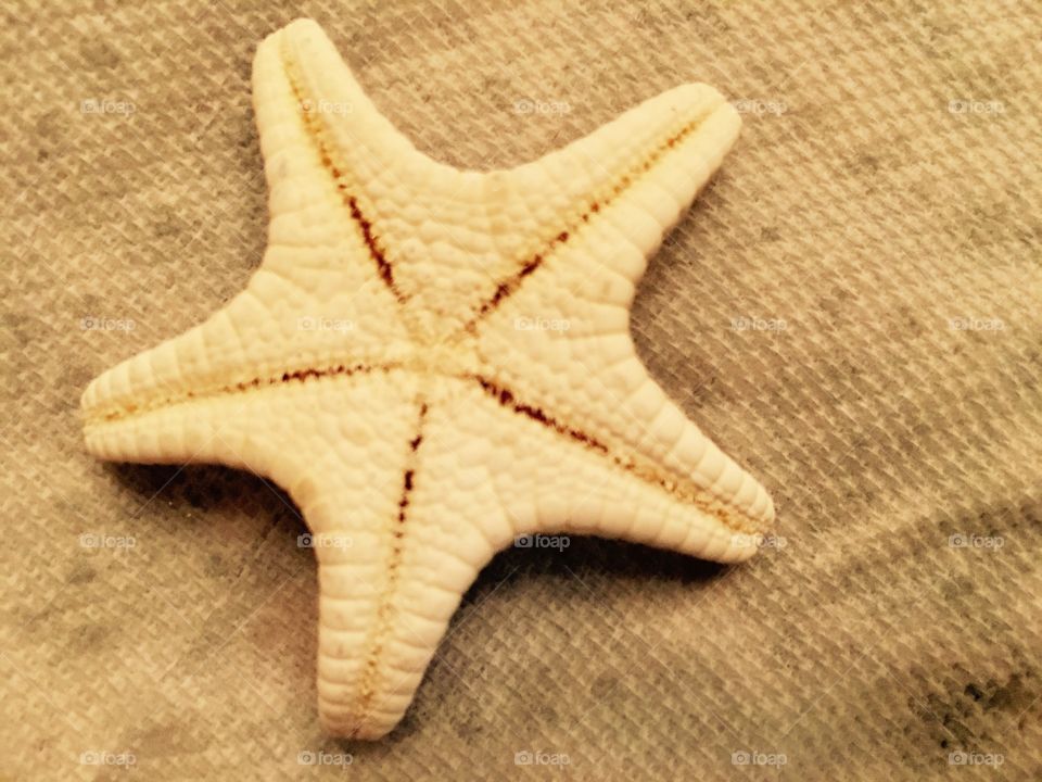 Starfish 