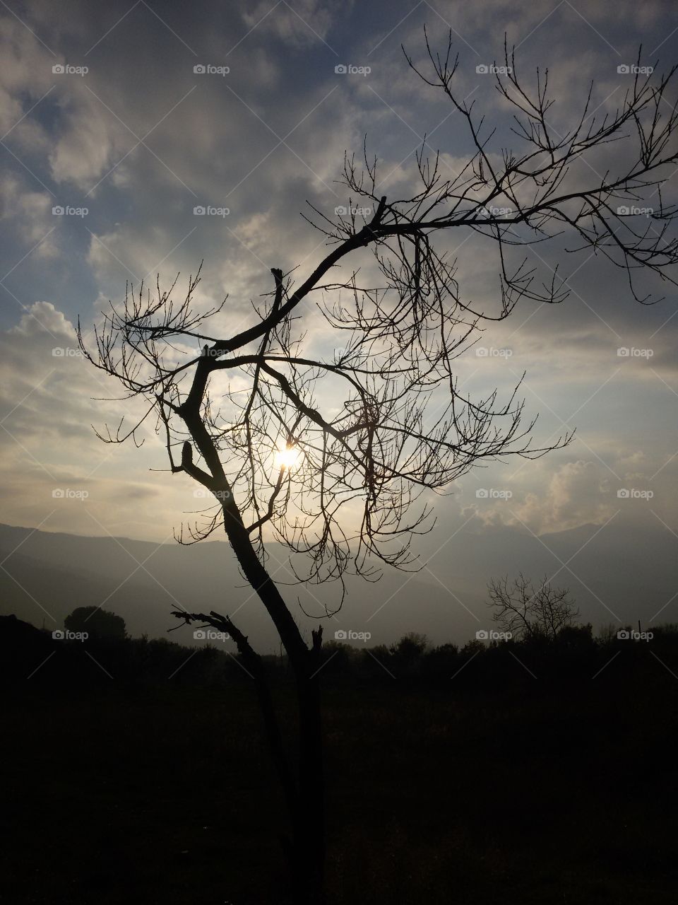 leafless tree