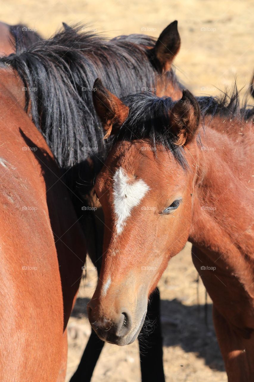 Wild American mustang Colt horse with heart shaped blaze on head, beside its mother in mid Spring, Virginia Ranges Nevada, new life in the wild. Conceptual springtime, new birth, surprises, seasons, love, babies, youth, miracles