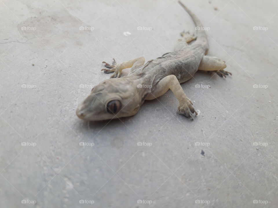 This is a lizard where people live in their homes.These worms eat pork and live their life.It comes out at night only.Lives on the walls of the house.