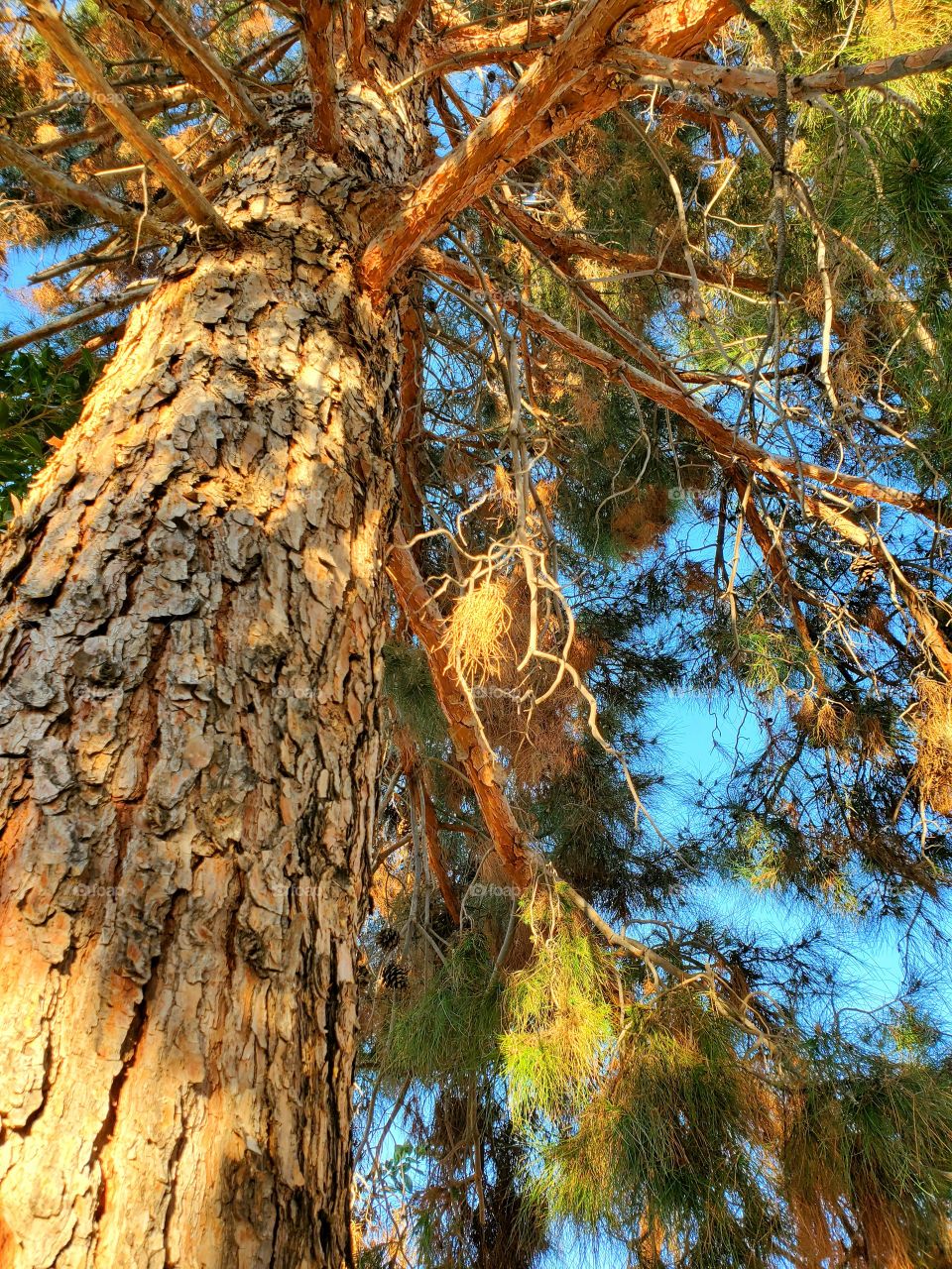 Pine Tree in the Setting Sun