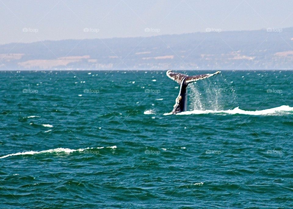 Whale Flue III. Monterey Bay CA
