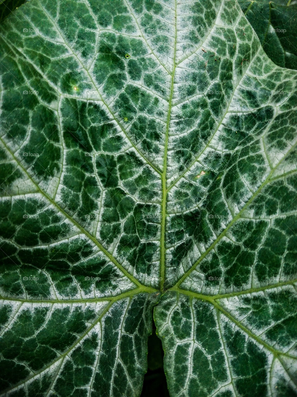 pumpkin plant leaf close-up