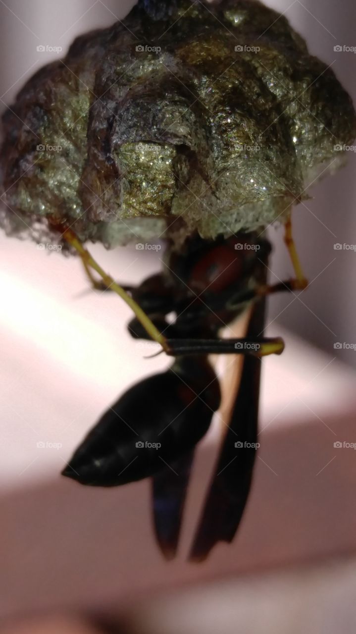 Golden Paper Wasp Nest