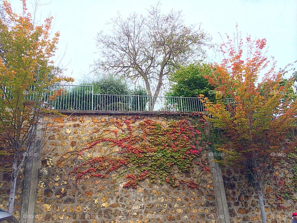 Fall leaves on wall