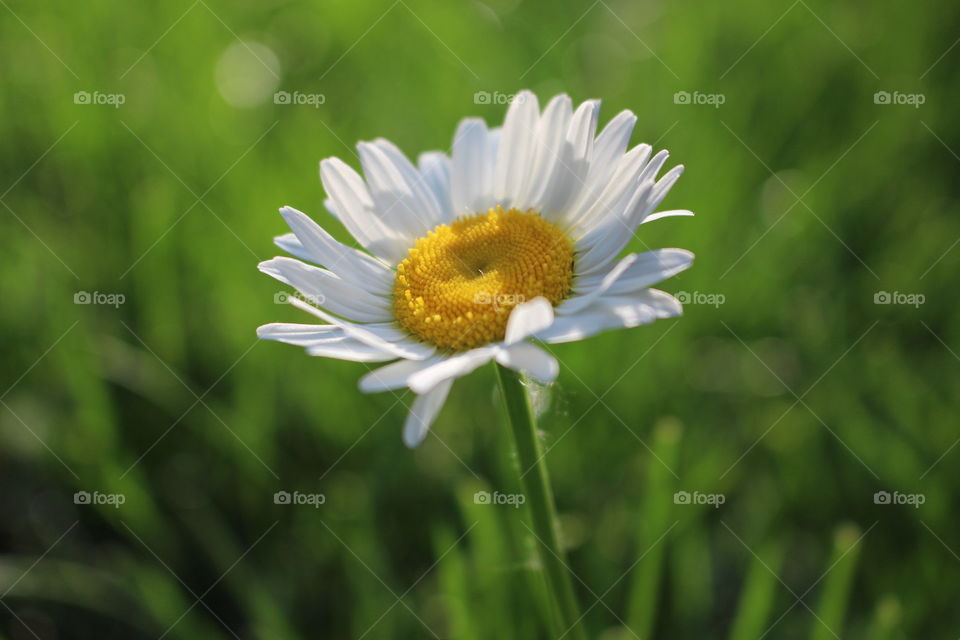 Close-up of daisy flower