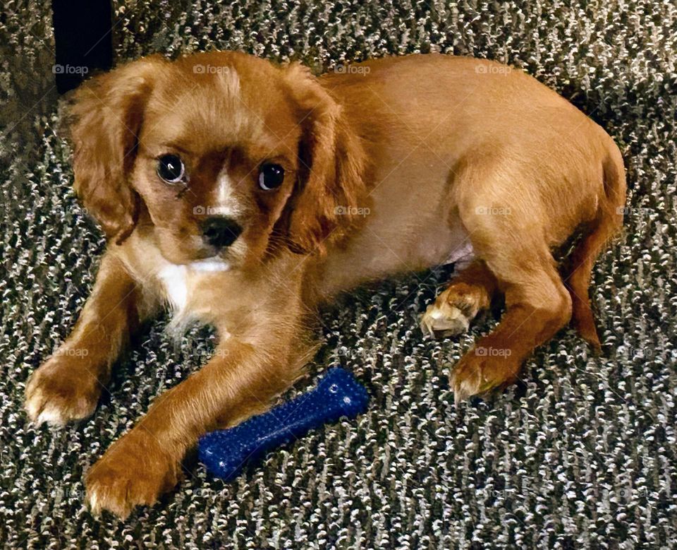 King Charles puppy being a good boy 