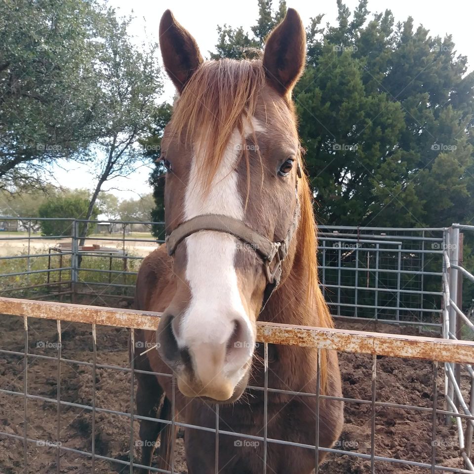 Beautiful brown and white horse saying hello!