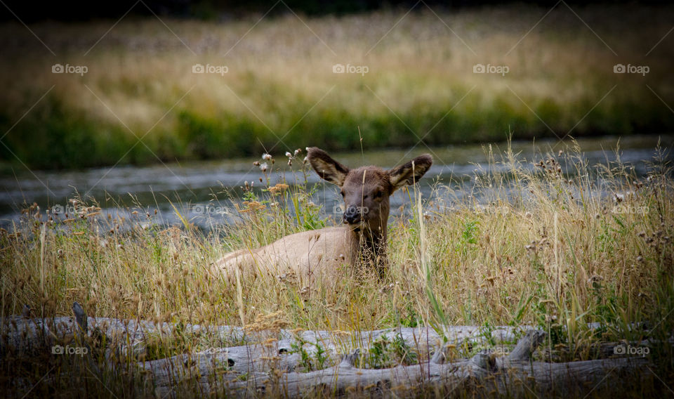 Baby Elk in Yellowstone