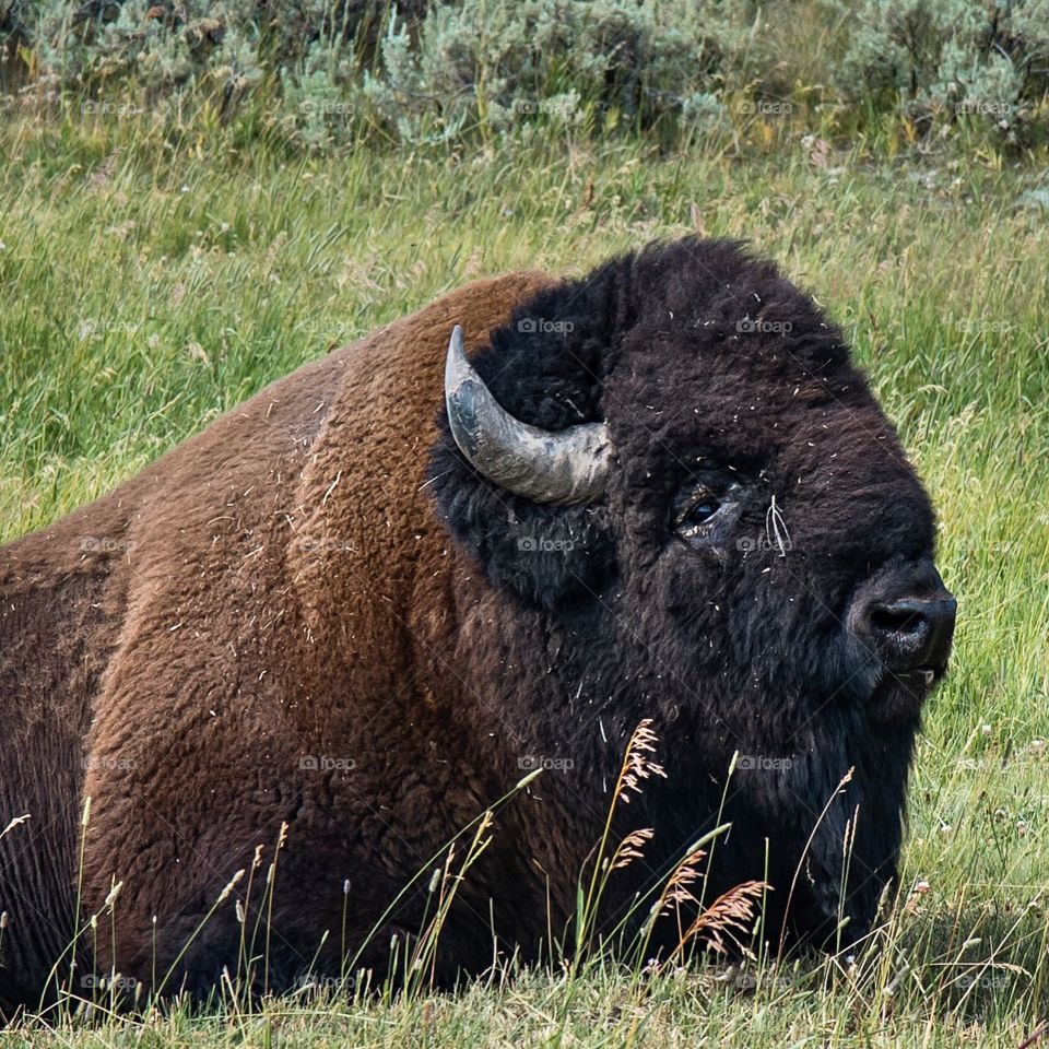 Wild American Bison 