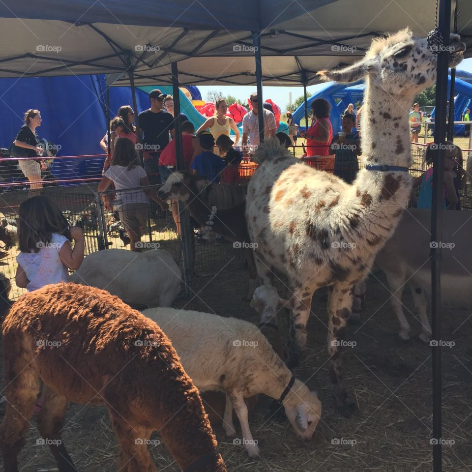 Llama llama. The local pear festival