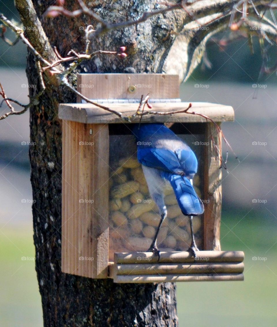 Blue Jay stealing peanuts