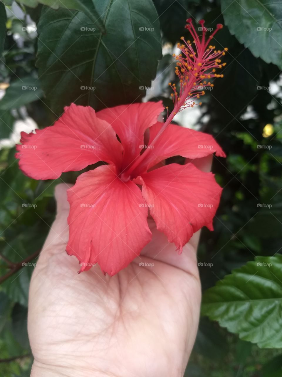 Red Hibiscus