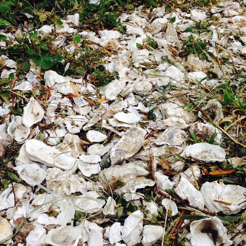 Discarded oyster shells