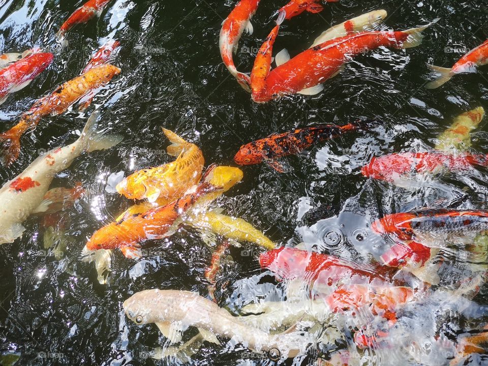 Fancy​ carp​ koi fish​